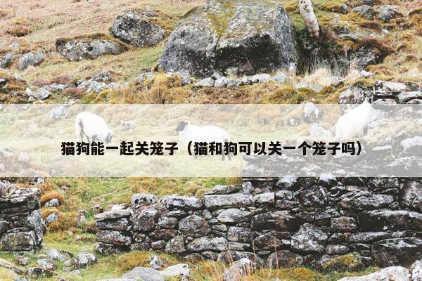 猫狗能一起关笼子（猫和狗可以关一个笼子吗）