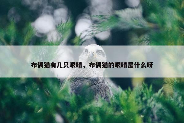 布偶猫有几只眼睛，布偶猫的眼睛是什么呀