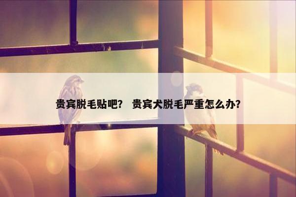 贵宾脱毛贴吧？ 贵宾犬脱毛严重怎么办？