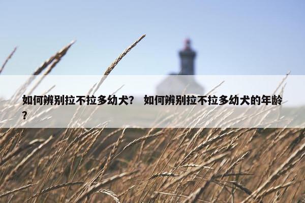 如何辨别拉不拉多幼犬？ 如何辨别拉不拉多幼犬的年龄？