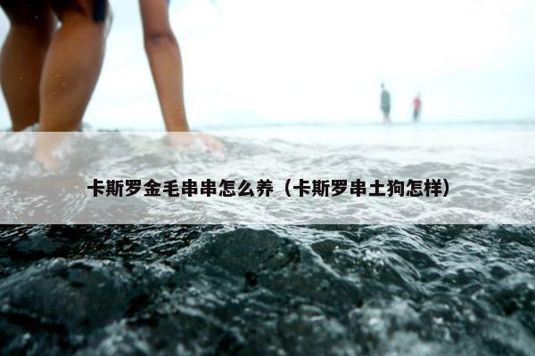 卡斯罗金毛串串怎么养（卡斯罗串土狗怎样）