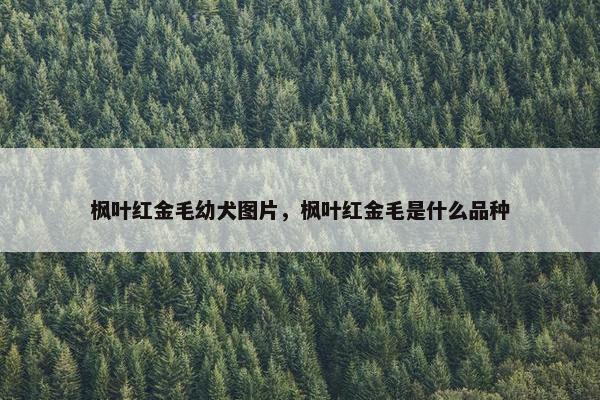 枫叶红金毛幼犬图片，枫叶红金毛是什么品种