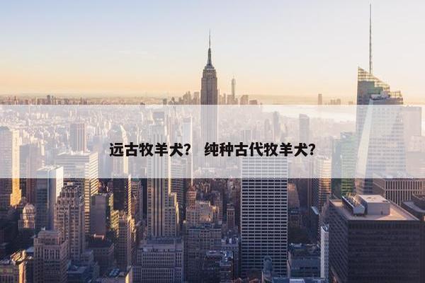 远古牧羊犬？ 纯种古代牧羊犬？