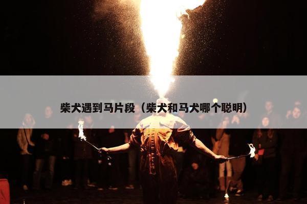 柴犬遇到马片段（柴犬和马犬哪个聪明）