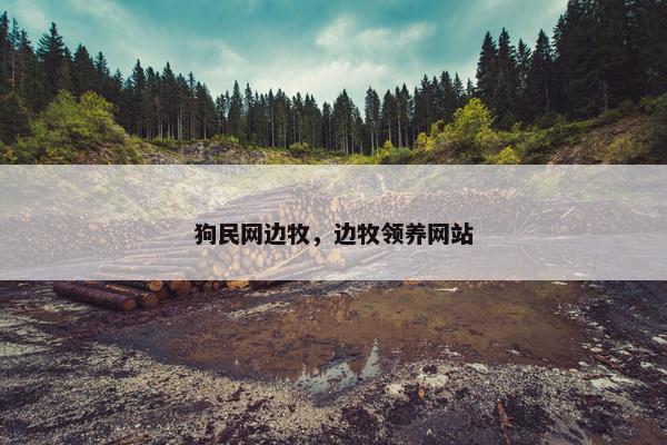 狗民网边牧，边牧领养网站