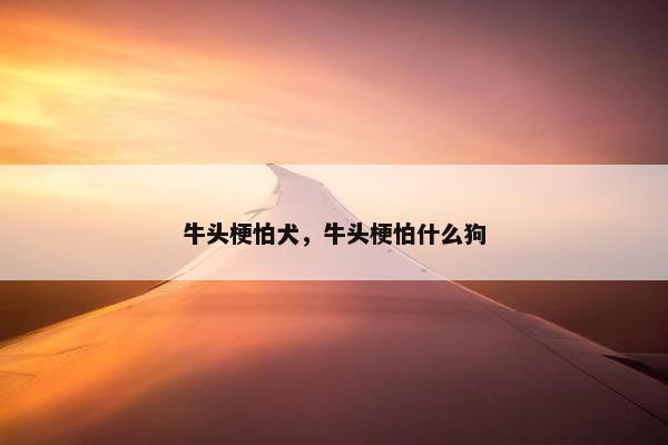 牛头梗怕犬，牛头梗怕什么狗