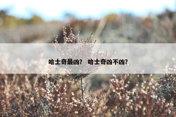 哈士奇最凶？ 哈士奇凶不凶？