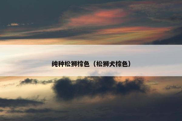 纯种松狮棕色（松狮犬棕色）