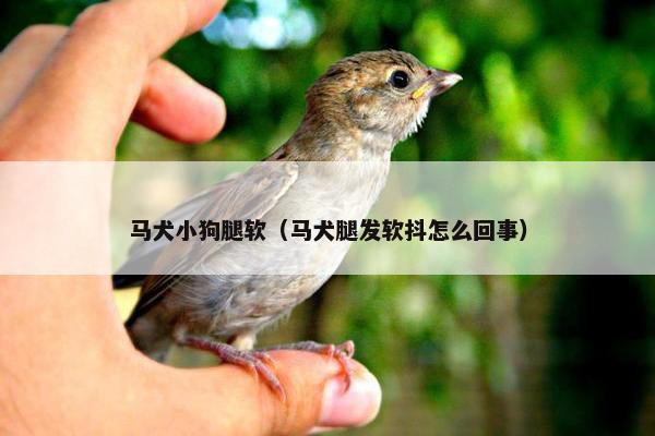 马犬小狗腿软（马犬腿发软抖怎么回事）