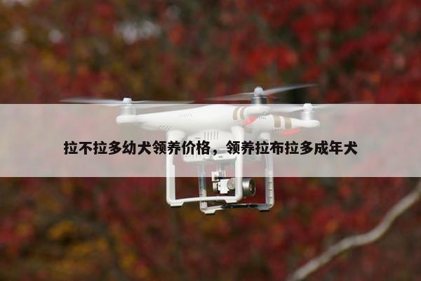 拉不拉多幼犬领养价格，领养拉布拉多成年犬