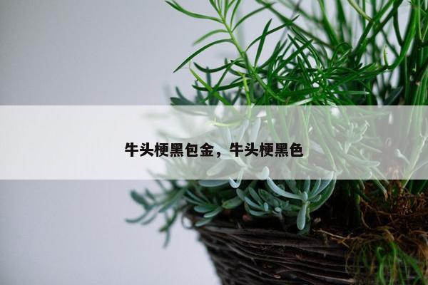 牛头梗黑包金，牛头梗黑色