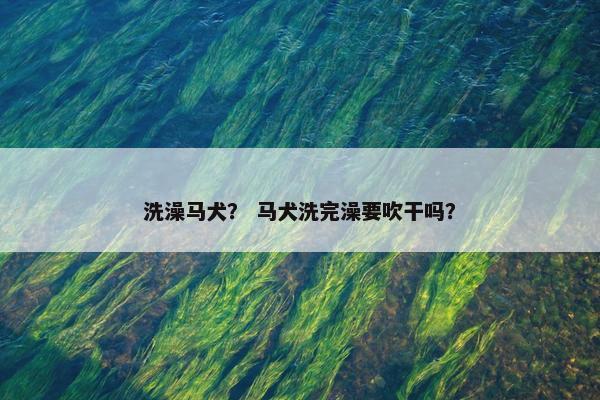 洗澡马犬？ 马犬洗完澡要吹干吗？