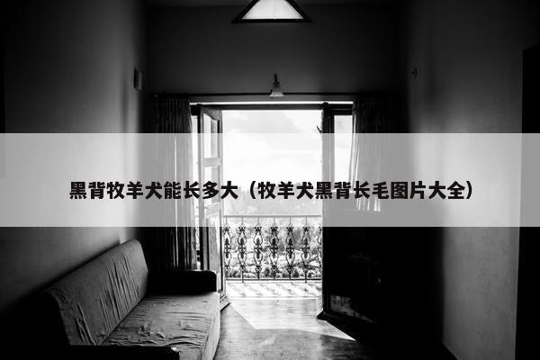 黑背牧羊犬能长多大（牧羊犬黑背长毛图片大全）
