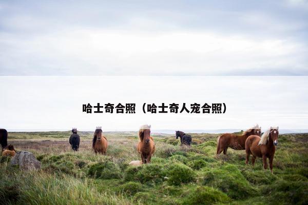 哈士奇合照（哈士奇人宠合照）