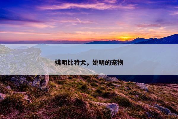 姚明比特犬，姚明的宠物