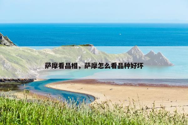 萨摩看品相，萨摩怎么看品种好坏
