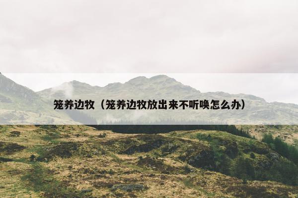 笼养边牧（笼养边牧放出来不听唤怎么办）