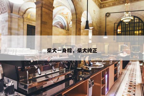 柴犬一身粽，柴犬纯正