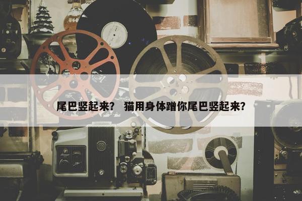 尾巴竖起来？ 猫用身体蹭你尾巴竖起来？
